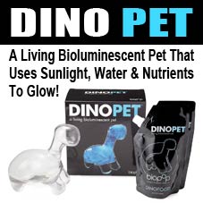 Dino Pet Review